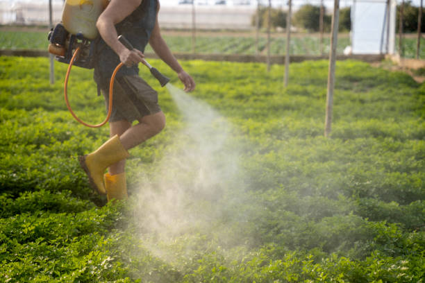 Best Wasp Removal Services  in Myrtle Grove, NC