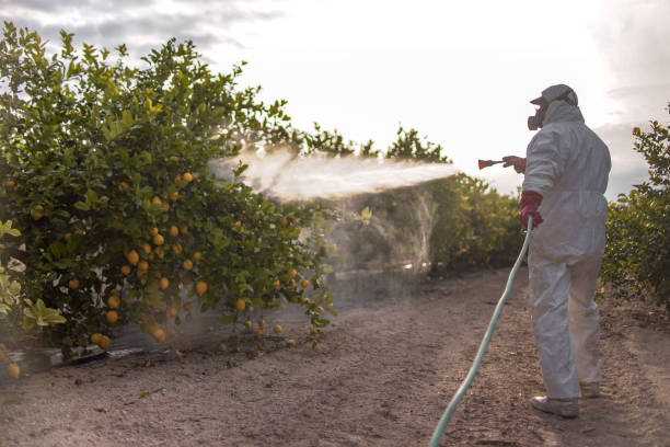 Best Insect Control  in Myrtle Grove, NC