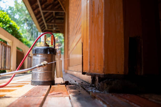 Wasp Removal Services in Myrtle Grove, NC