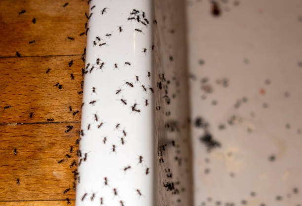 Best Pest Prevention Services  in Myrtle Grove, NC